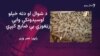  له شمالي وزیرستانه کډه شوي له حکومته د زڼغوزو ټولولو اجازه غواړي