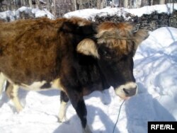 Бархе аз сокинон дороиҳои худро фурӯхтанд ва саҳмияи Роғун хариданд...