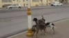 Idegsiz itler. Aşgabat, 2020 (illýustrasiýa suraty)
