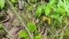 Image result for Колас